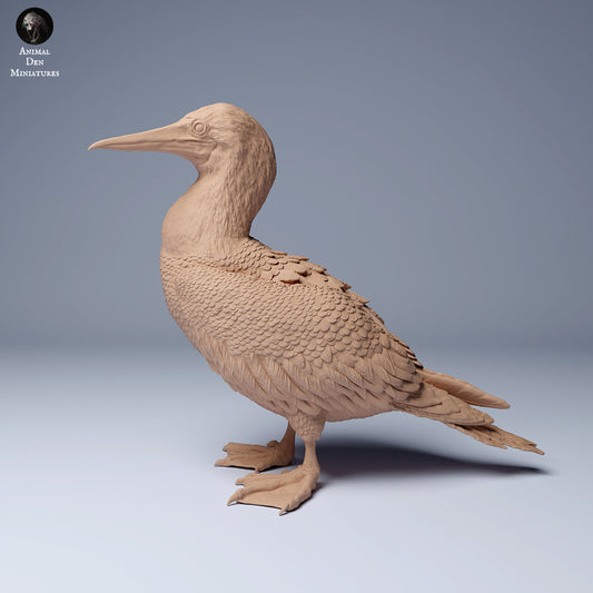 Blue Footed Booby 1:16 scale by Animal Den Miniatures | Please Read Description | Print on Demand