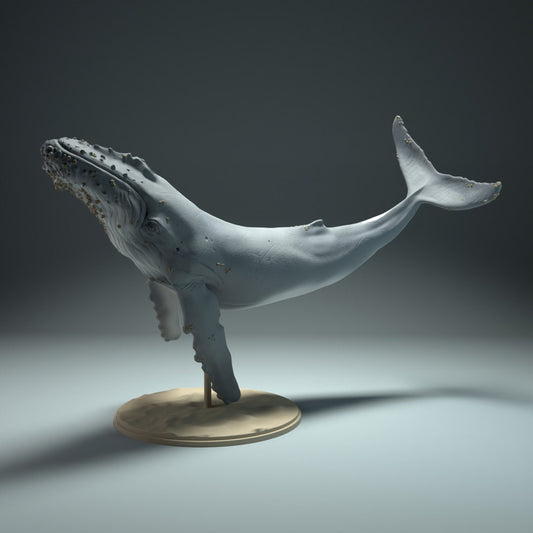 Humpback Whale 1:100 Scale Model by Animal Den