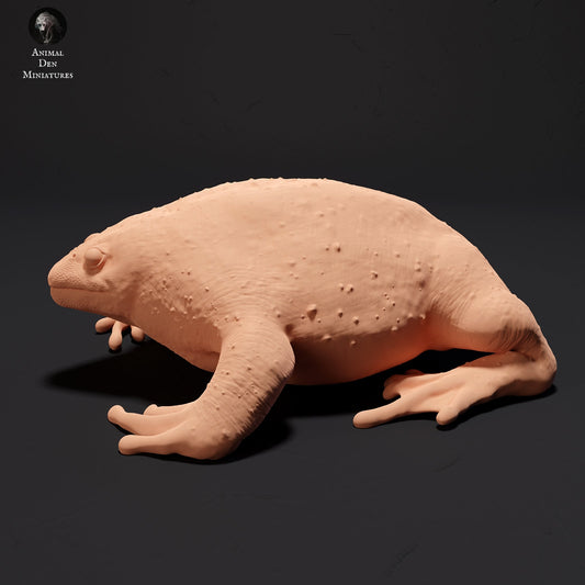 Mexican Burrowing Toad, 1:1 scale by Animal Den Miniatures | Please Read Description