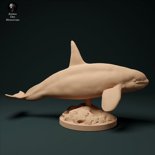North Atlantic Killer Whale 1:100 scale by Animal Den | Please Read Description