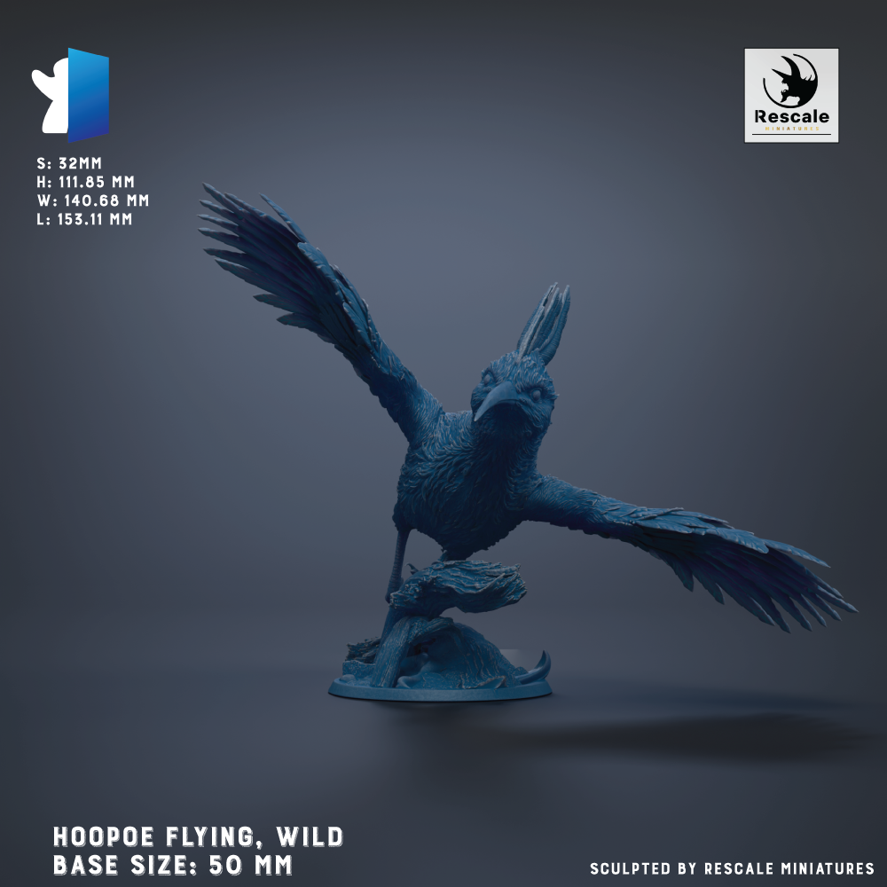Hoopoe flying, wild base sizes: 50 mm
