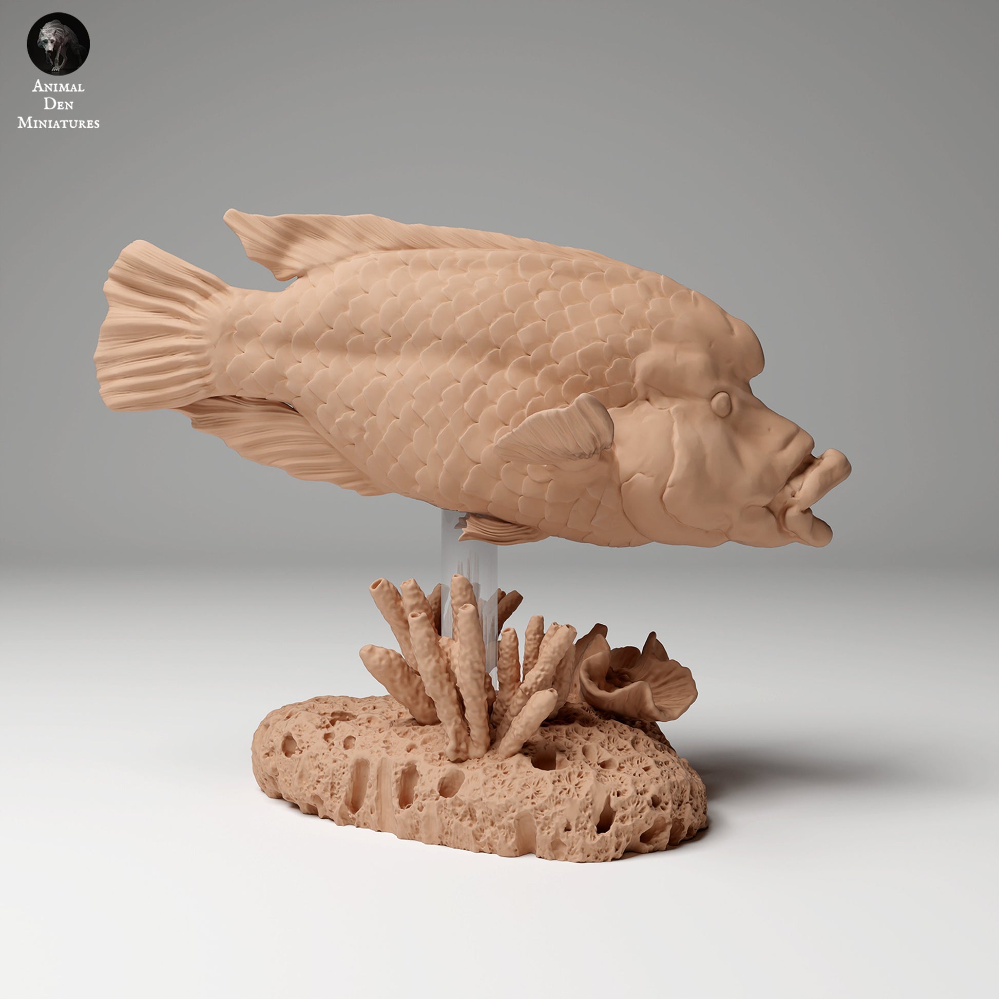 Humphead Wrasse 1:24 scale by Animal Den Miniatures | Please Read Description