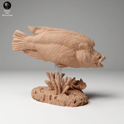 Humphead Wrasse 1:24 scale by Animal Den Miniatures | Please Read Description