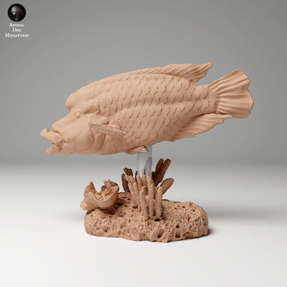 Humphead Wrasse 1:24 scale by Animal Den Miniatures | Please Read Description