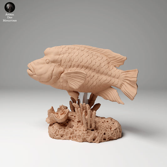 Humphead Wrasse 1:24 scale by Animal Den Miniatures | Please Read Description