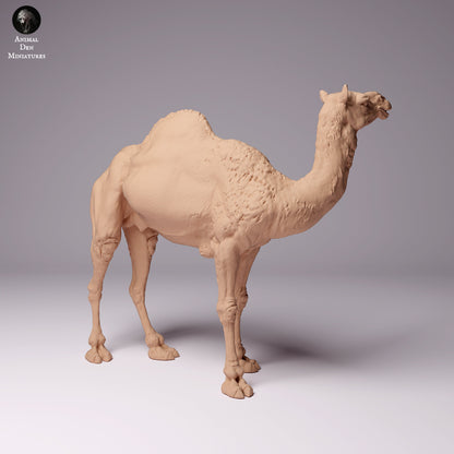 Dromedary Camels 1:24 scale by Animal Den Miniatures | Please Read Description | Print on Demand