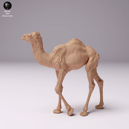 Dromedary Camels 1:24 scale by Animal Den Miniatures | Please Read Description | Print on Demand