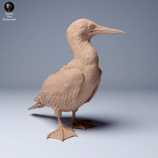 Blue Footed Booby 1:16 scale by Animal Den Miniatures | Please Read Description | Print on Demand