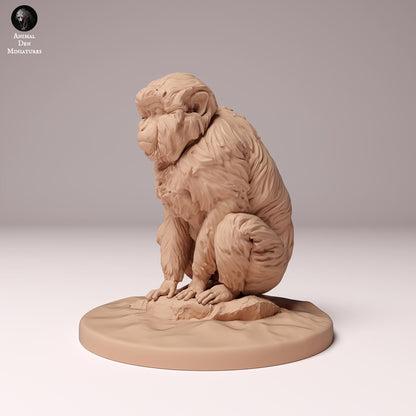 Japanese Macaque 1/8 & 1/4 scale by Animal Den Miniatures | Please Read Description | Print on Demand