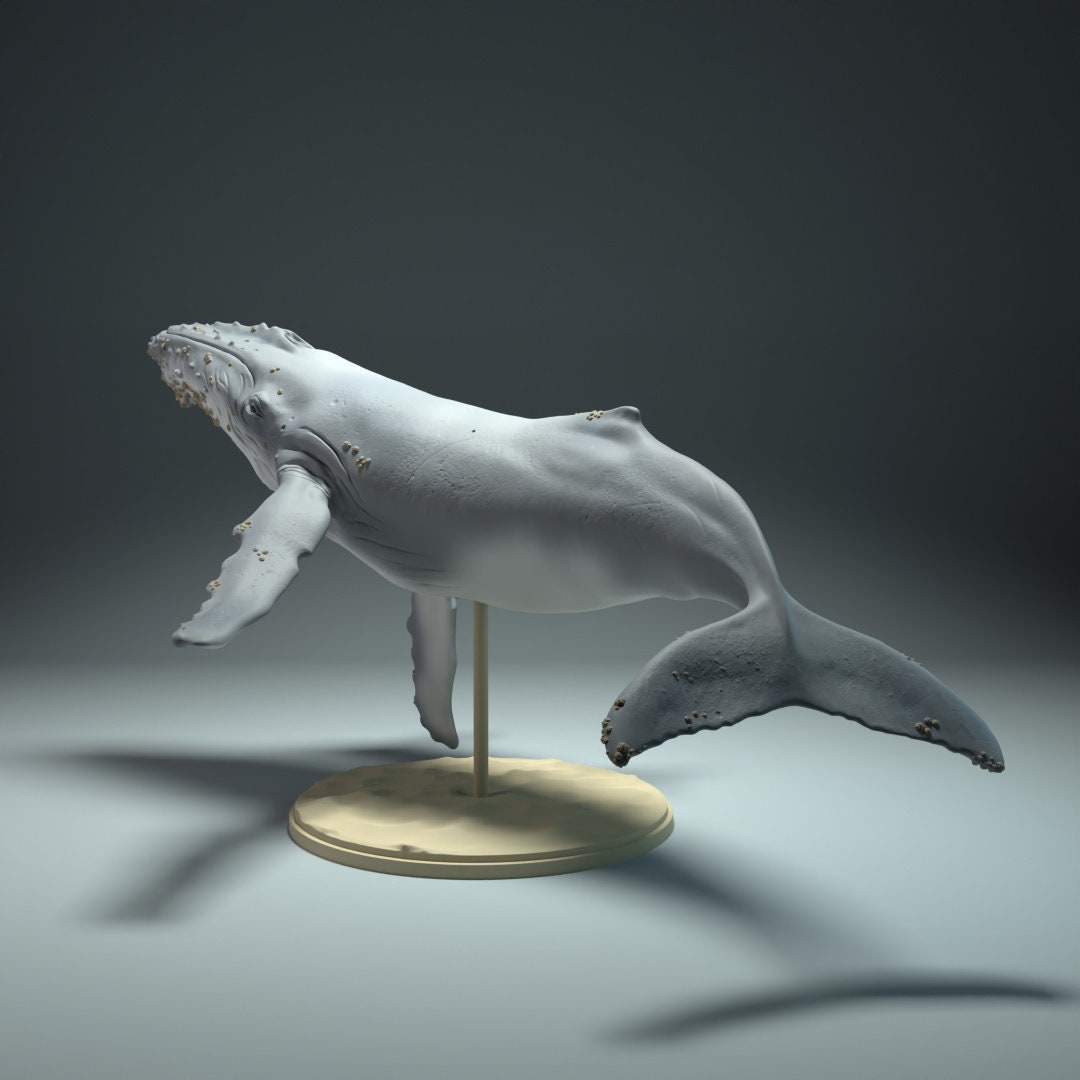 Humpback Whale 1:100 Scale Model by Animal Den