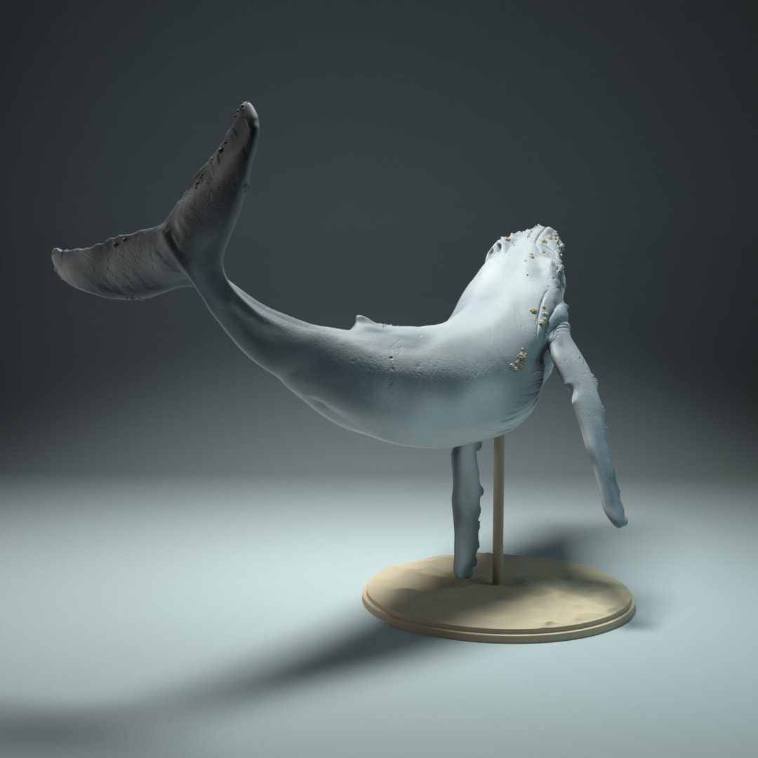 Humpback Whale 1:100 Scale Model by Animal Den
