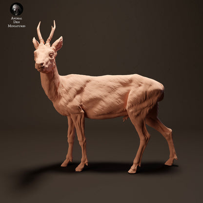Roe Deer 1:24 scale by Animal Den Miniatures | Please Read Description