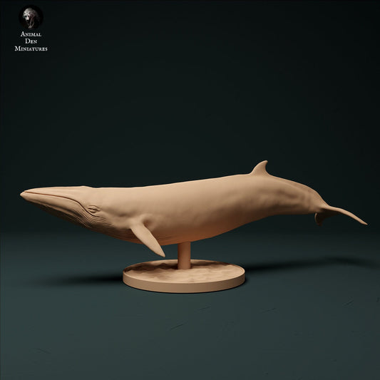 Minke Whale 1:100 scale by Animal Den | Please Read Description