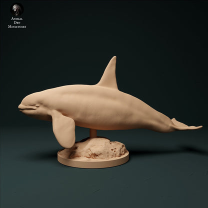 North Atlantic Killer Whale 1:100 scale by Animal Den | Please Read Description